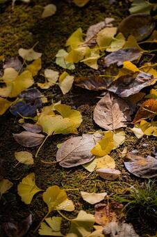 北海道　札幌市の紅葉 北海道,北,札幌市の写真素材