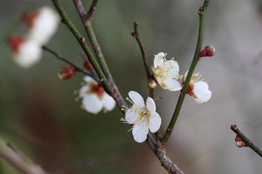 咲き初めの白梅 咲き初めの白梅の写真