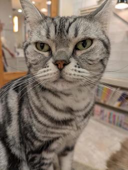 Cat, JPG