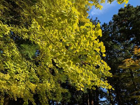 いちょう　紅葉 イチョウ,秋,自然の写真素材