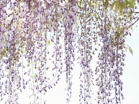 藤の花 藤の花の写真