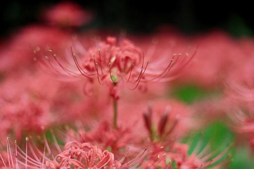 彼岸花の写真