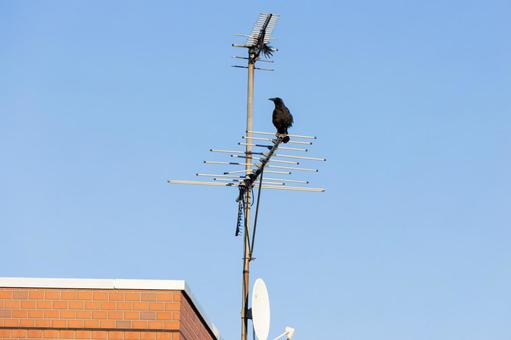 屋上アンテナに止まるカラス 屋上アンテナに止まるカラスの写真