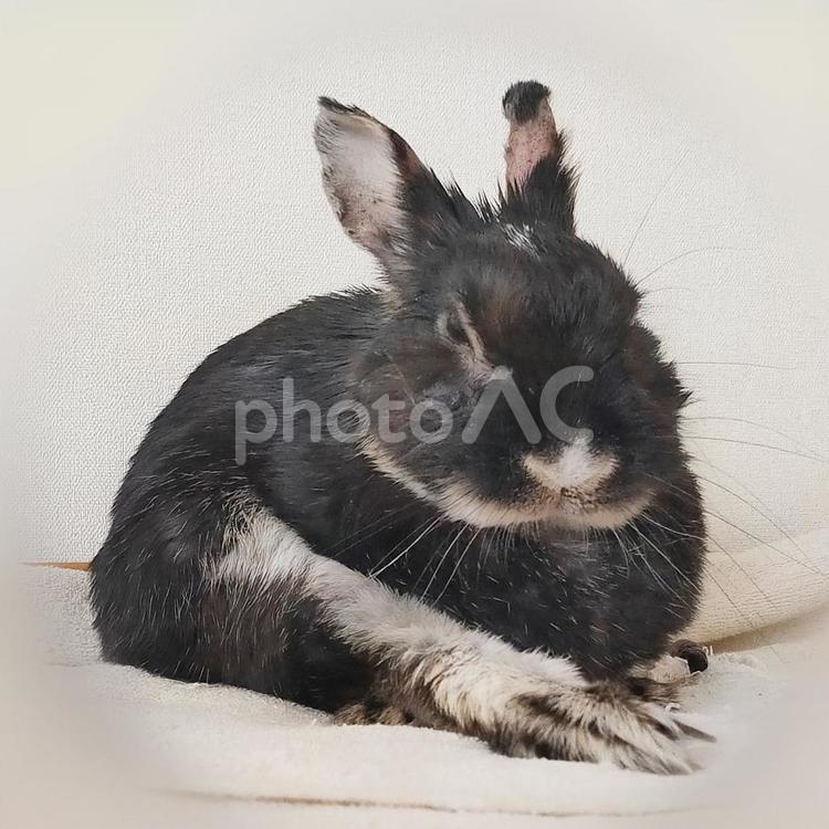 うさぎの毛づくろい休憩中 うさぎ,毛づくろい,ウサギの写真素材