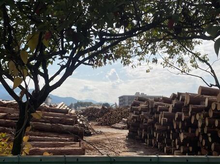 貯木場　吉野杉　陸上貯木場　木材集積場 貯木場,吉野杉,陸上貯木場の写真素材