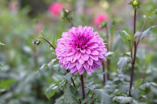 ピンクのダリアの花 ダリア,ピンク,流星群の写真素材
