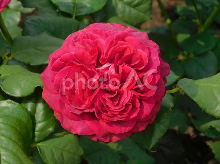 薔薇 薔薇,バラ,花の写真素材