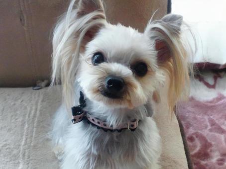 ヨークシャーテリア ヨークシャーテリア,犬,かわいい犬の写真素材