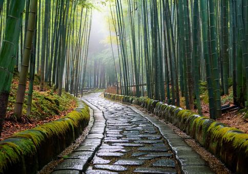 苔むす縁と竹林の曲がり道の写真