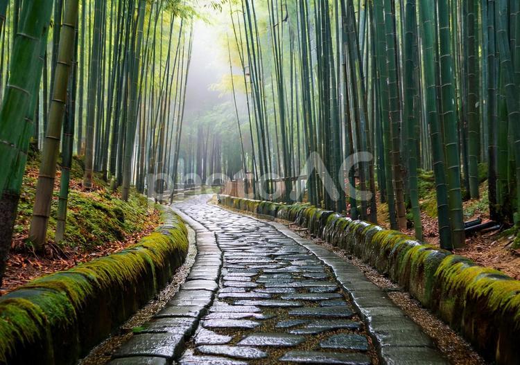 苔むす縁と竹林の曲がり道 竹林,小道,石畳の写真素材