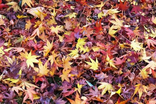紅葉　もみじの絨毯　散りもみじ 紅葉,もみじ,秋の写真素材
