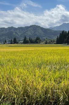 田園風景 田んぼ 田園風景 田んぼ 田園,田園風景,田んぼの写真素材