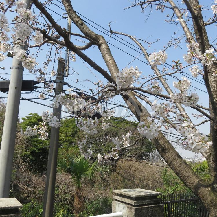 横浜地方気象台　桜(ソメイヨシノ) 横浜,神奈川,桜の写真素材