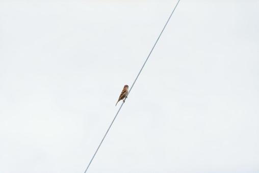 A sparrow perched on a power line looking around, sparrow, birdie, bird, JPG