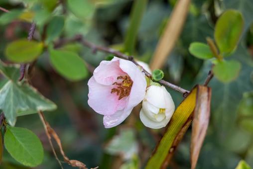 可愛いピンクの花 可愛いピンクの花の写真