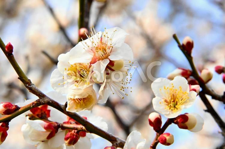 梅園の白い梅の花 梅,花,梅林の写真素材