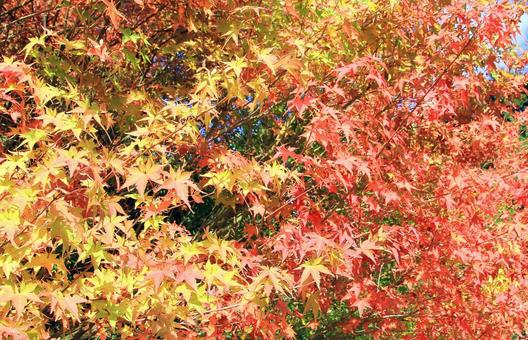 鮮やかなもみじの紅葉 紅葉,もみじ,秋の写真素材