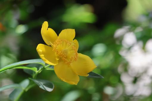 セイヨウオトギリの黄色い花びらの花 セイヨウオトギリの黄色い花びらの花の写真