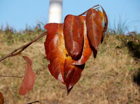 【風景写真】晩秋の風景 紅葉,葉っぱ,晩秋の写真素材