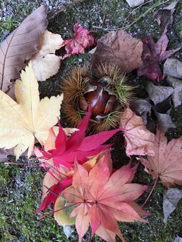 栗と紅葉 栗と紅葉の写真