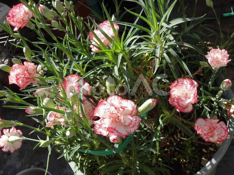 お母さんありがとう カーネーション,母の日,鉢植えの写真素材