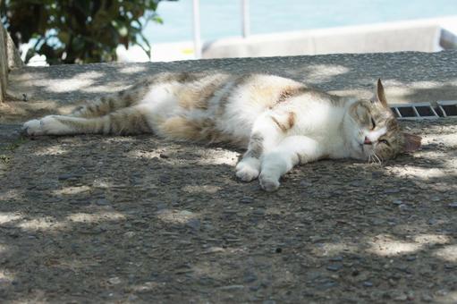 ねこ ねこ にゃんこ,可愛い,野良猫の写真素材