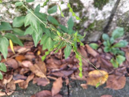 引っ付き虫の写真