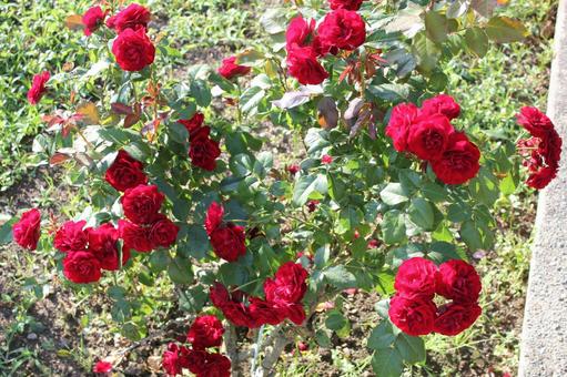 ばら300 ばら300 バラ,rose,初夏の写真素材