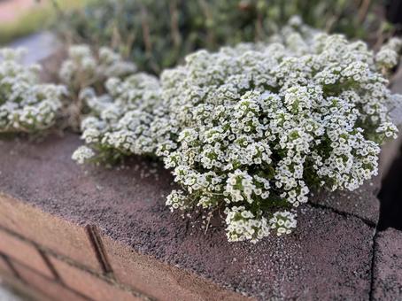 Alyssum, JPG Alyssum, JPG