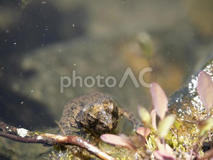 庭の池のウシガエル 庭,池,ウシガエルの写真素材