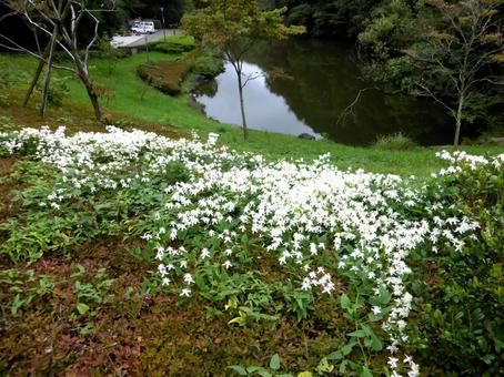 9月、鎌倉中央公園植え込みのセンニンソウ センニンソウ,花,植物の写真素材
