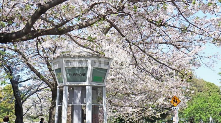 横浜山手の電話ボックスと桜 電話ボックス,公衆電話,桜の写真素材