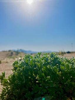 丹後砂丘の海浜植物 丹後砂丘の海浜植物 砂浜,海浜植物,丹後砂丘の写真素材