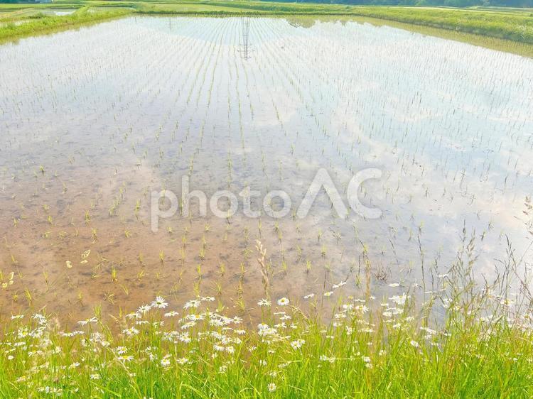 田植え直後の水田 水田,田んぼ,映り込みの写真素材
