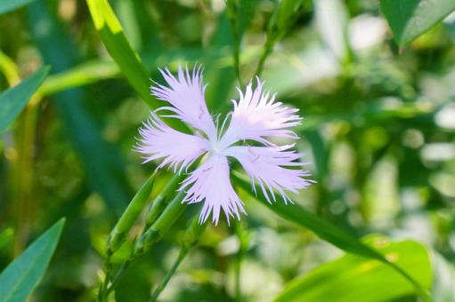カワラナデシコ カワラナデシコ カワラナデシコ,花,薄いピンクの写真素材