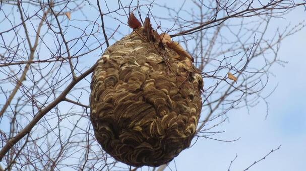 スズメバチの巣　縁起物 スズメバチの巣,ハチの巣,蜂の巣の写真素材