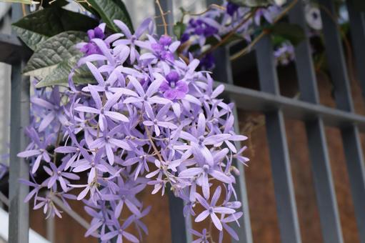 紫色の花びらの枝垂れペトリアの花 紫色の花びらの枝垂れペトリアの花の写真