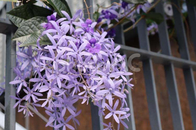 紫色の花びらの枝垂れペトリアの花 紫色,花びら,枝垂れの写真素材