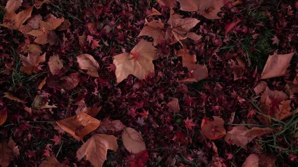 落ち葉の絨毯 落ち葉の絨毯 紅葉,椛,秋の写真素材