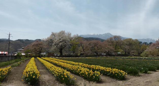 チューリップと桜の写真