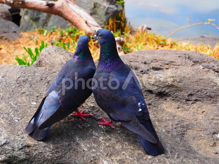 仲良く寄り添うハト 鳥,ハト,鳩の写真素材