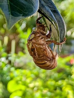 セミのぬけがら② セミのぬけがら② セミ,蝉,虫の写真素材