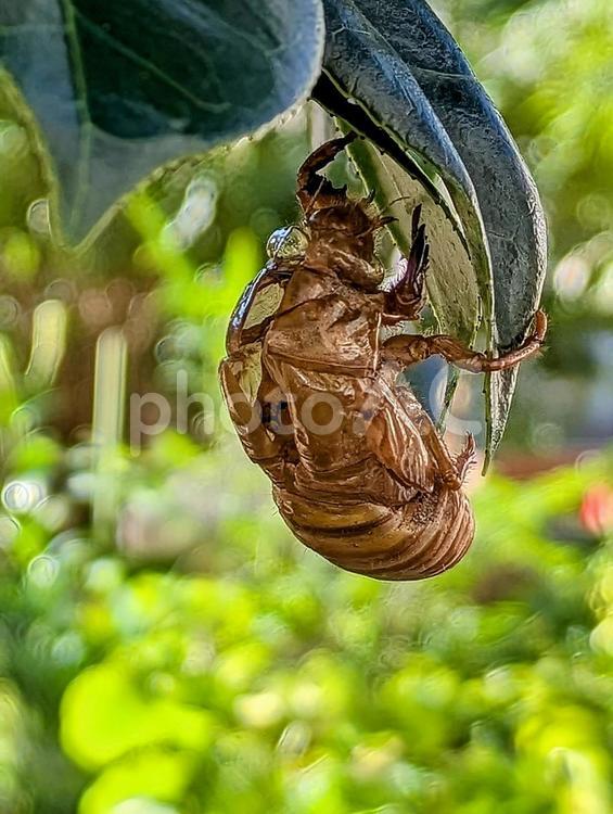 セミのぬけがら② セミ,蝉,虫の写真素材