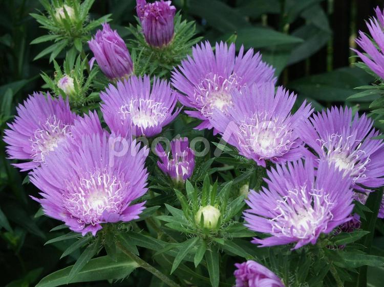 ストケシア・瑠璃菊の咲く風景 ストケシア,草花,アップの写真素材