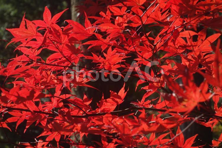 紅葉 紅葉,秋,赤の写真素材