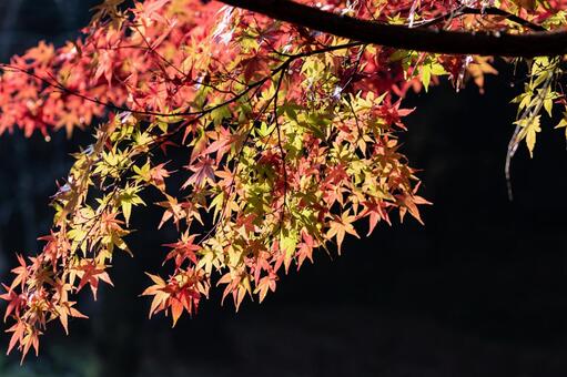 紅葉 紅葉の写真