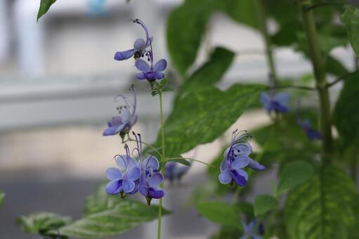 青紫色の花びらのロテカミリコイデスの花 青紫色,花びら,ロテカミリコイデスの写真素材