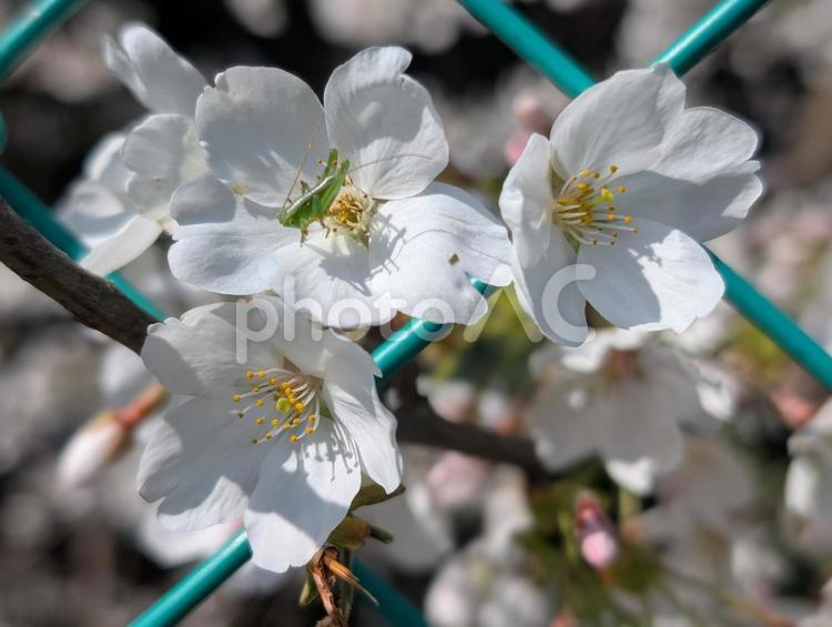 小さな虫が花びらに乗ったサクラ 花,桜,サクラの写真素材