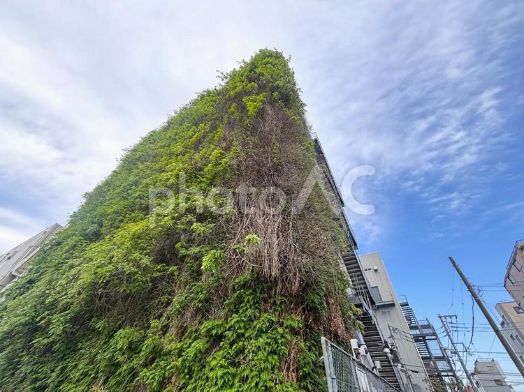 ツタで覆われた建物 ツタ,植物,外壁の写真素材