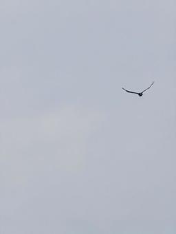 曇り空を飛ぶ鳥 曇り空を飛ぶ鳥の写真